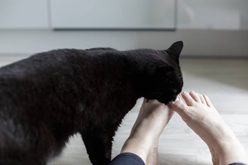 Black cat licking a woman's toes