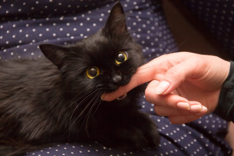 Black cat playing with woman hand and biting a finger