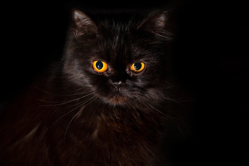 Black cat with orange cat on black background