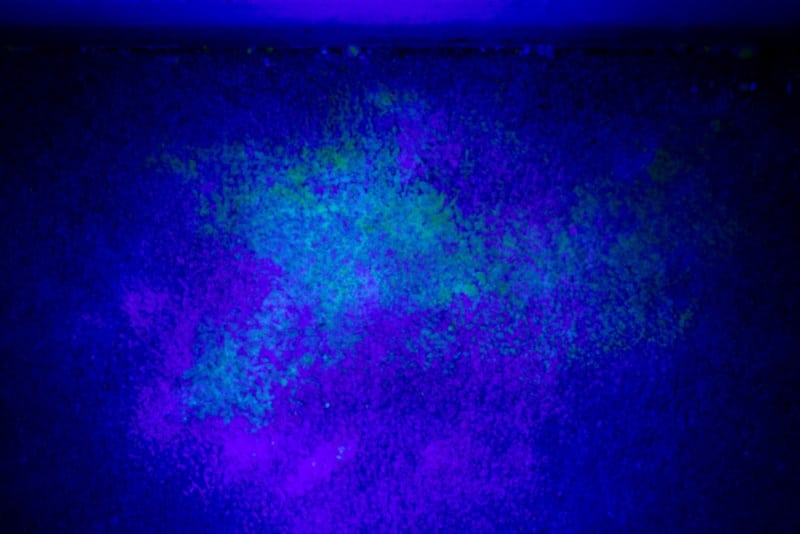 Black light illuminating cat urine markings on a wall