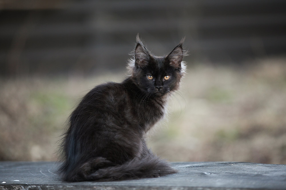 Black maine coon kitten sitting outdoor