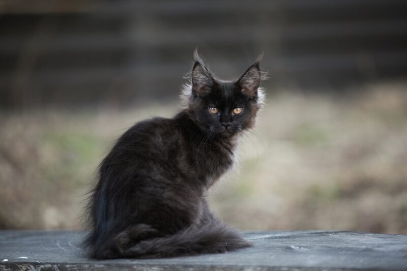 Black maine coon kitten sitting outdoor