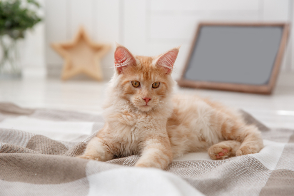 Blonde Maine Coon