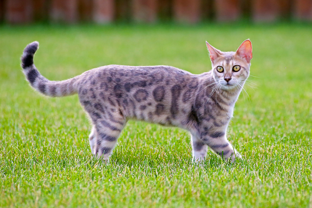 Blue Bengal Cat