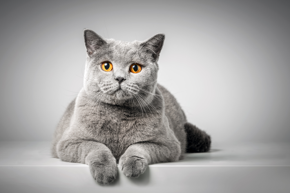 Blue British Shorthair Cat laying on a white background