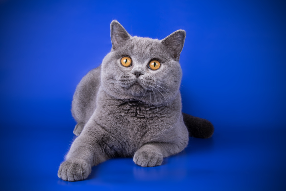 Blue British Shorthair cat on blue background