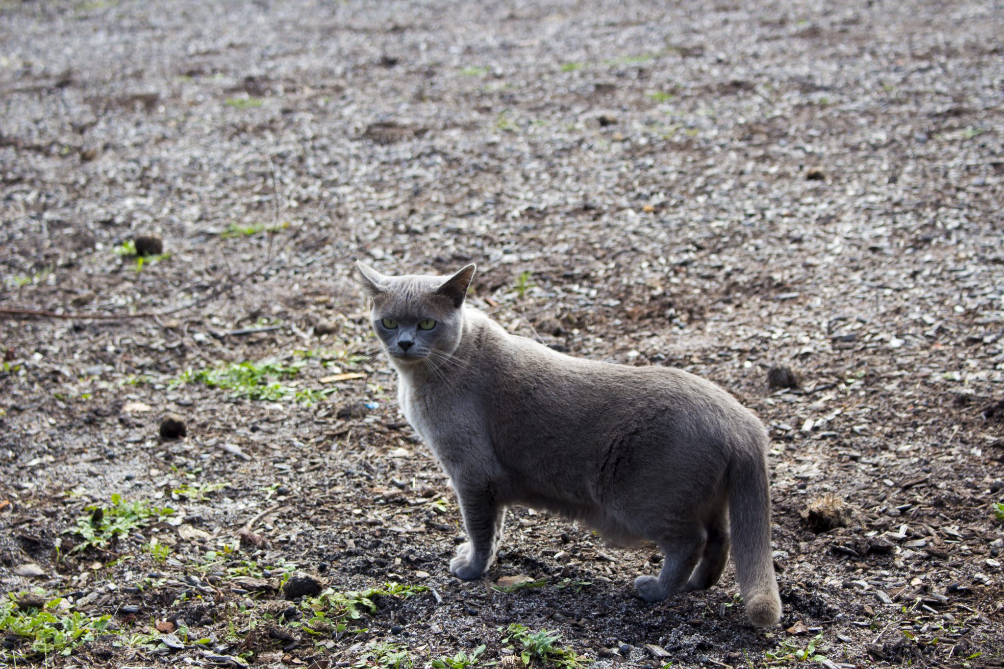 Blue Burmese cat (Suphalak meaning fortunate, beautiful, and splendid appearance) walks in the paddock on a cloudy spring morning