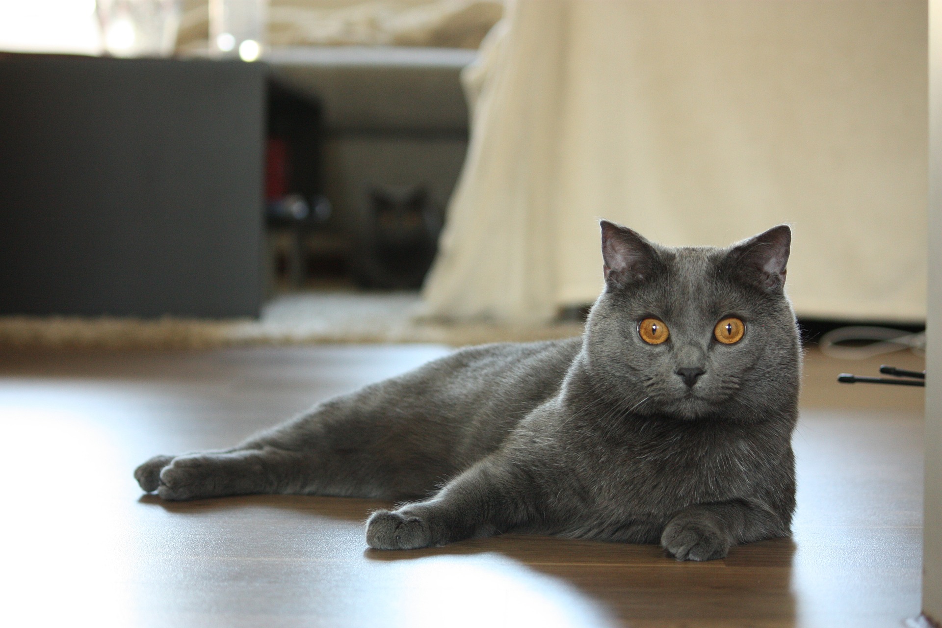 Blue Chartreux Cat laying on the floor