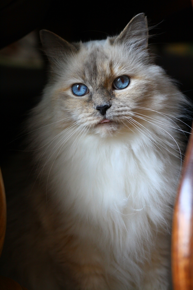 Blue Lynx Ragdoll Cat Blue Lynx Ragdoll Cat