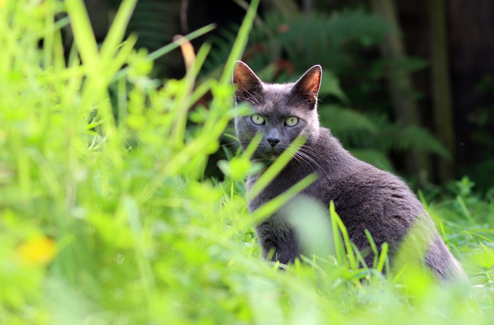 Blue Domestic Shorthair cat in the garden