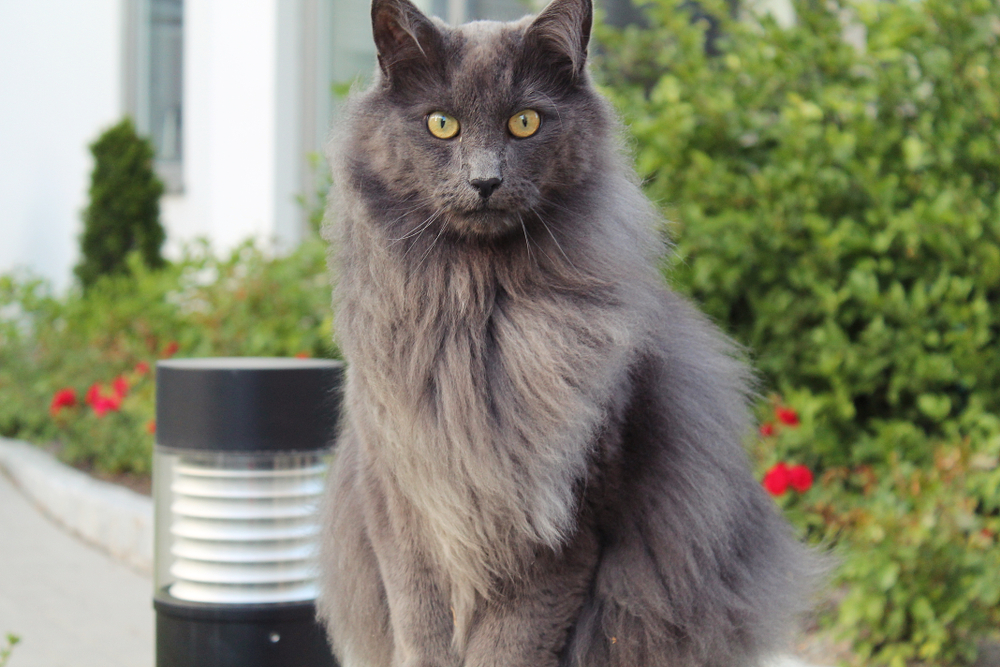 Blue Nebelung Cat sitting outdoors