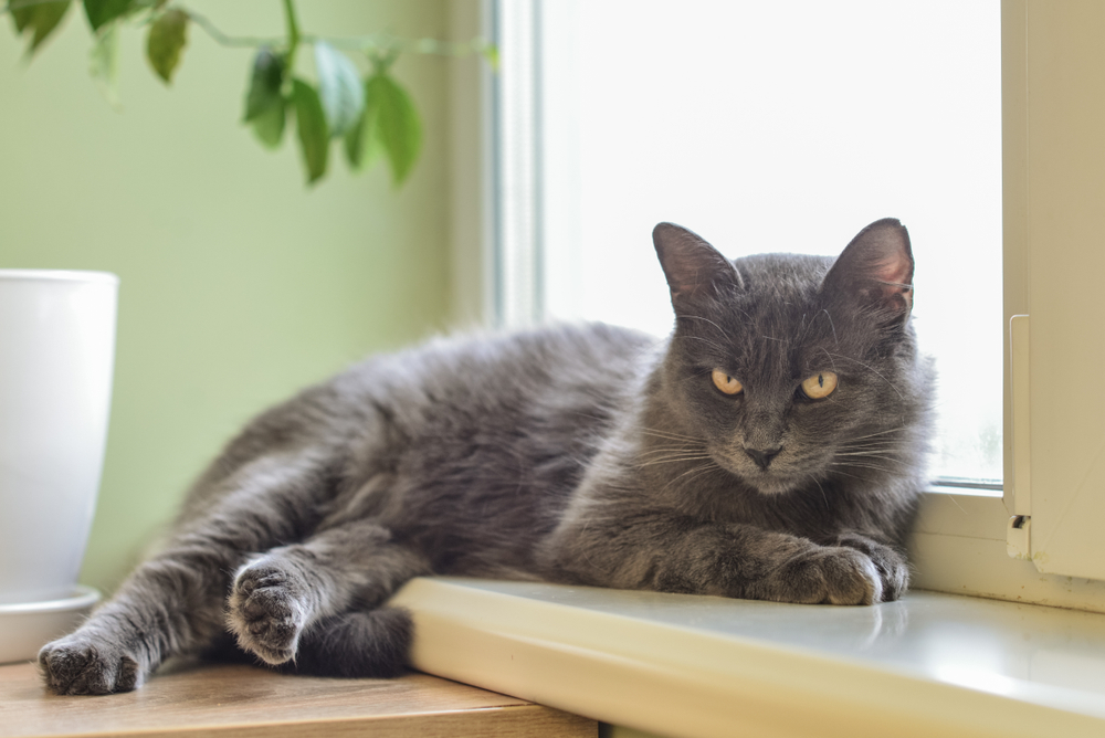 Blue Nebulung cat sitting by the windiw