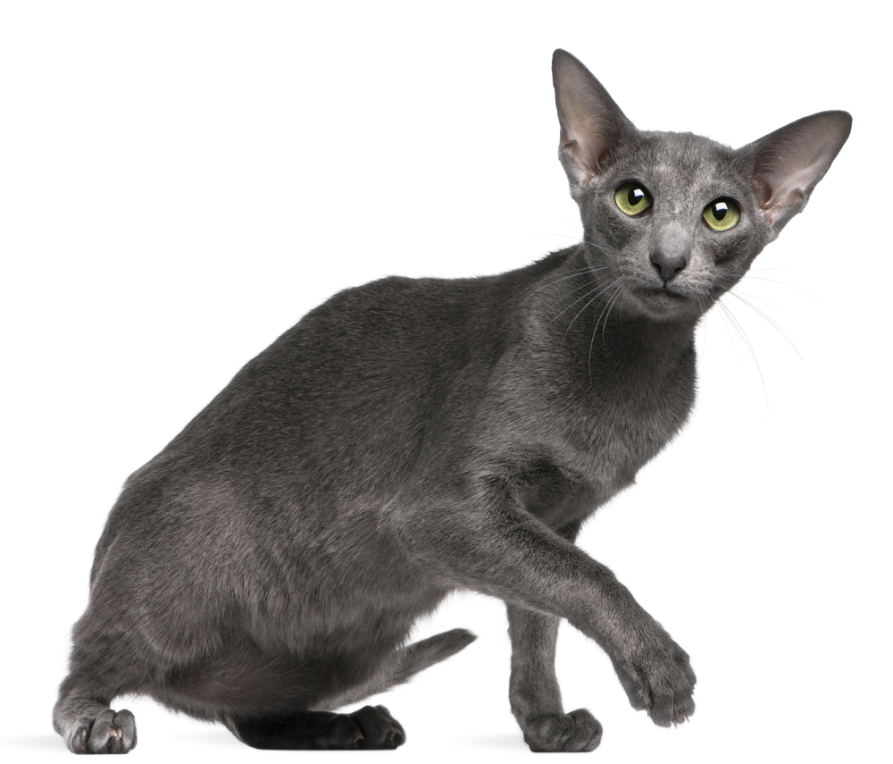 Blue Oriental Shorthair cat on white background