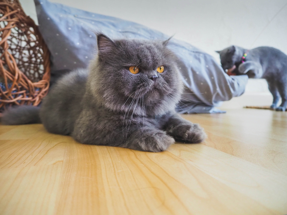 Blue Persian cat lying on the floor