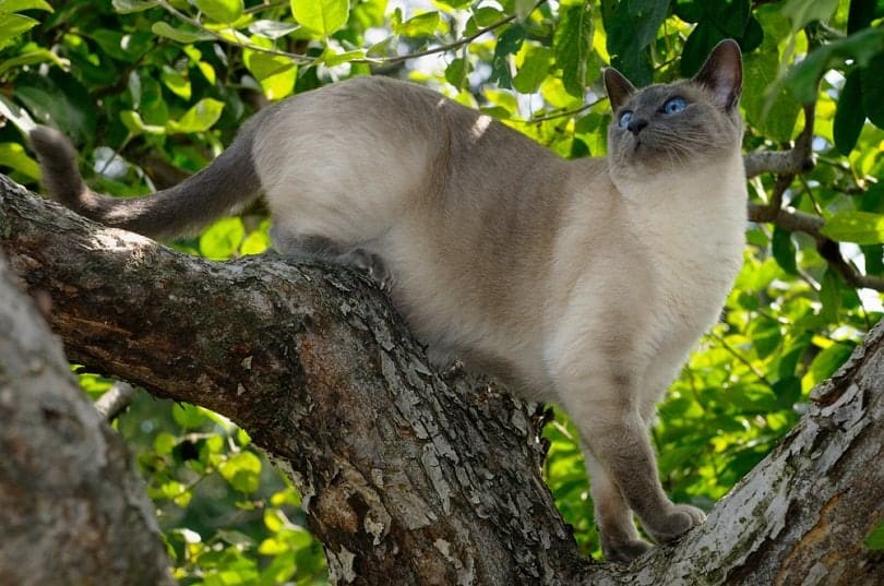 Blue Point Siamese cat looking up in an apple tree