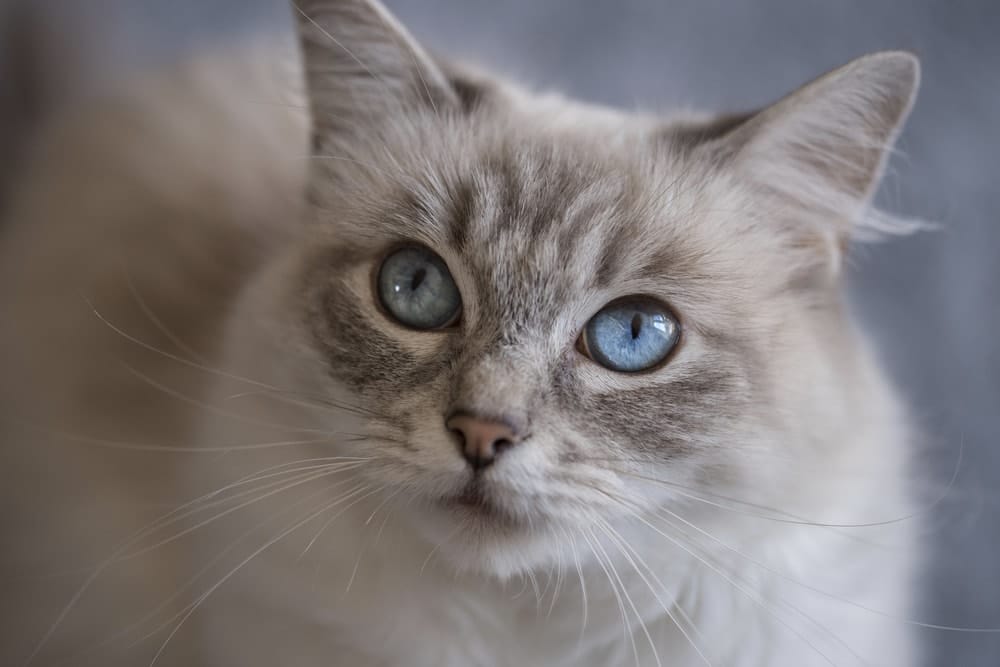 Blue Tabby Point Ragdoll Cat