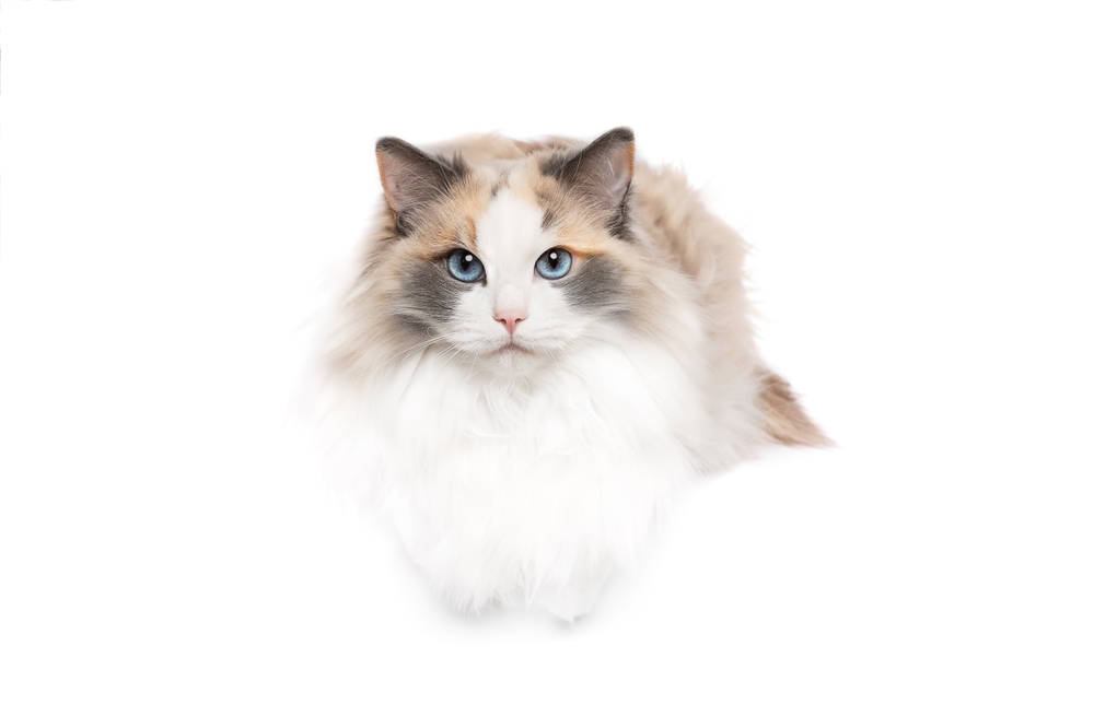 Blue Tortie Bi-color Ragdoll cat portrait