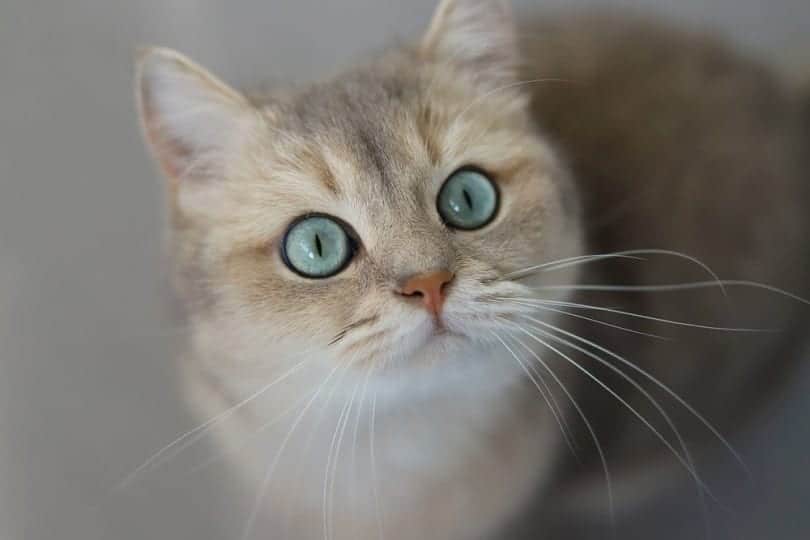 Blue golden shaded british shorthair cat with green eyes