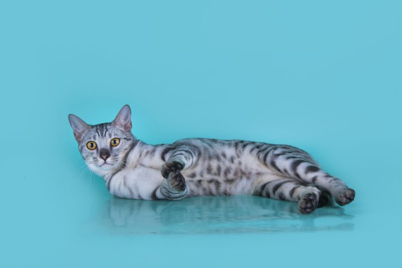 Blue or gray Savannah Cat