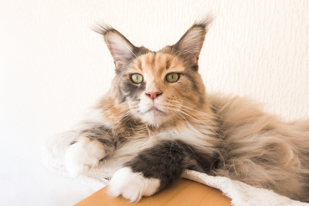 Blue tortie tabby with white Maine Coon cat female with long lynx tips on her ears laying on top of cat tree