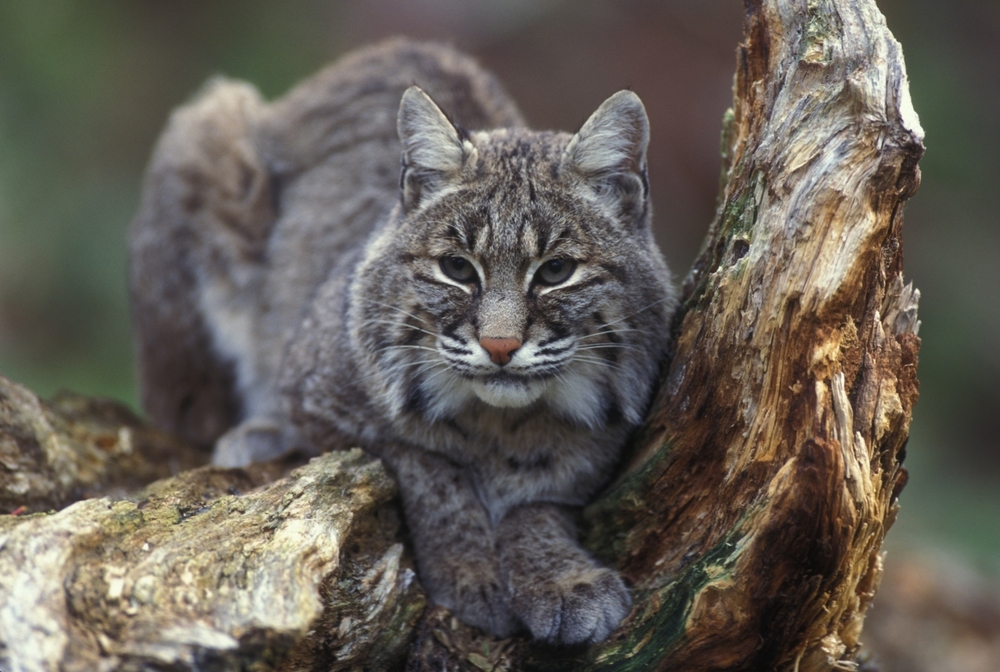 Bobcat Sitting on Tree