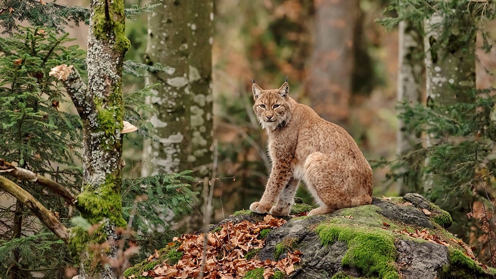 Bobcat sitting on rock with moss in a forest