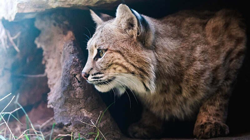 Bobcat's stare_Chandler Cruttenden_Unsplash