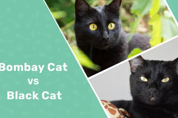 Bombay Cat vs Black Cat