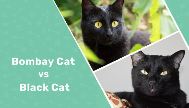 Bombay Cat vs Black Cat