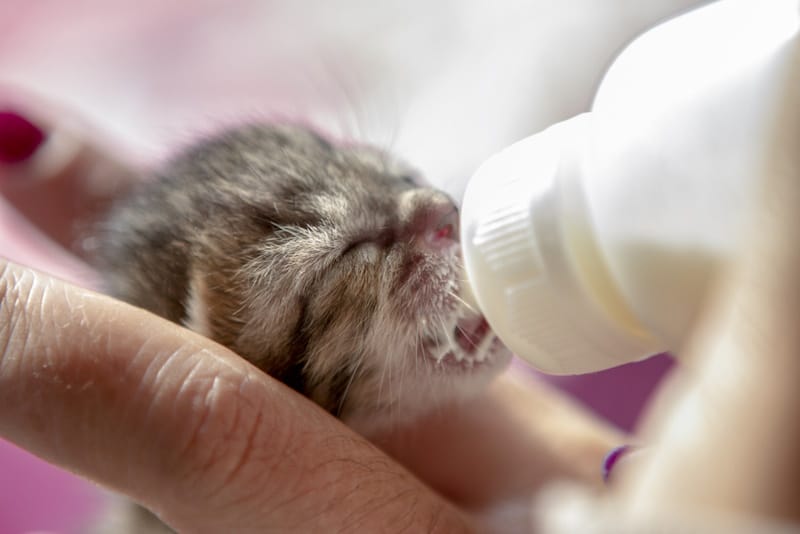 Bottle-feeding a newborn kitten