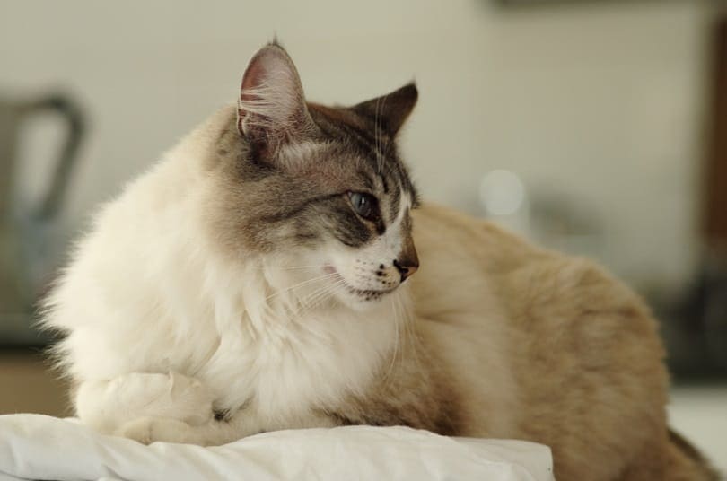 British Semi-longhair cat_Wirestock Images_shutterstock