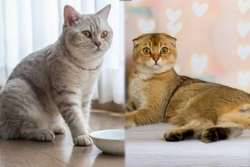 British-Shorthair-Cat-vs.-Scottish Fold-Cat