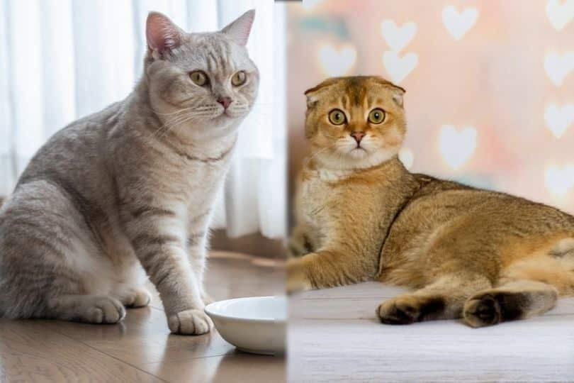 British-Shorthair-Cat-vs.-Scottish Fold-Cat
