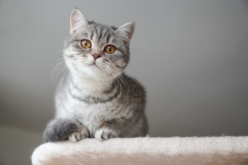 British Shorthair Tabby Cat