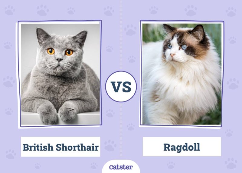 British Shorthair VS Ragdoll