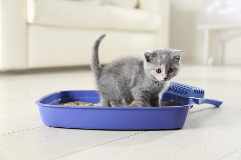 British Shorthair kitten in litter box at home