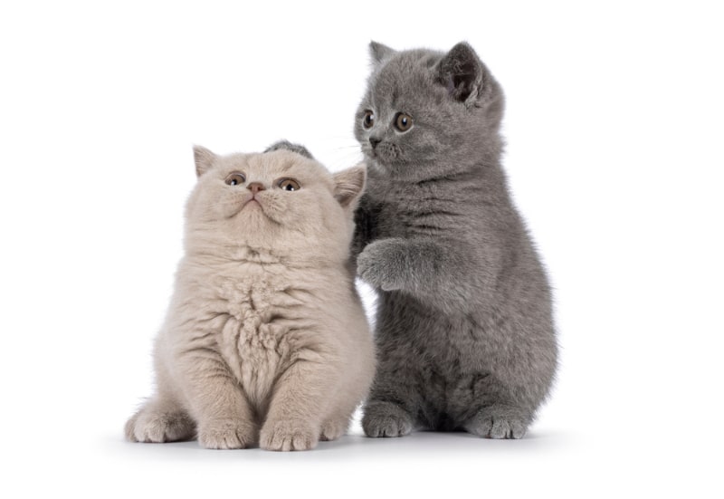 British Shorthair kittens playing with each other
