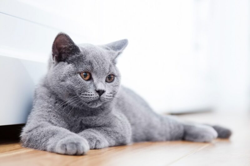 British Shorthair pedigreed kitten with blue gray fur_PHOTOCREO Michal Bednarek_shutterstock