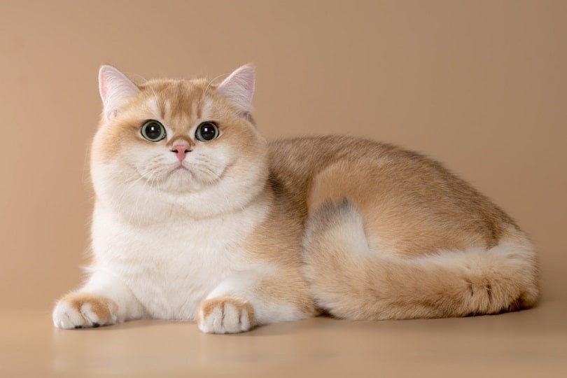 British cat chinchilla black on gold veiled with bright green eyes_OoksanaSusoeva_shutterstock