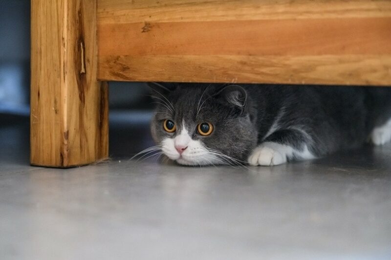 British shorthair cat hiding