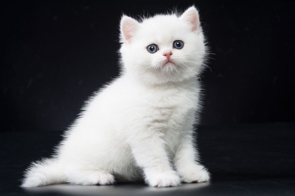 White British shorthair kitten on a black background