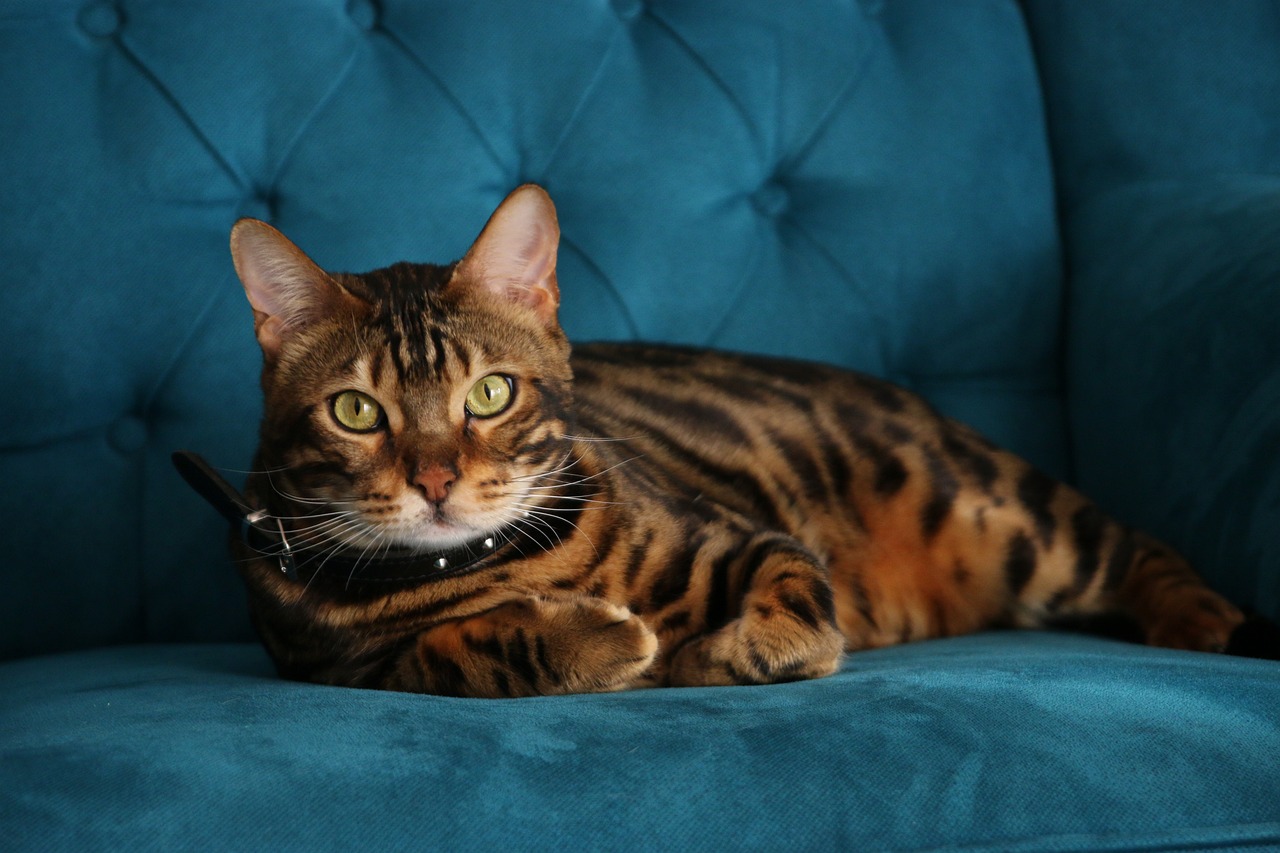 Brown Bengal Cat Couch