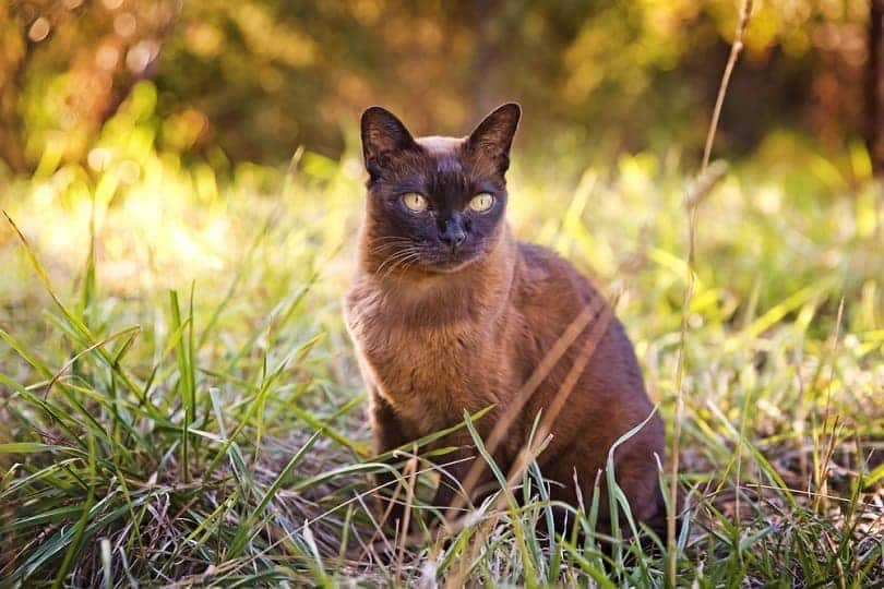 Brown Burmese cat in the garden