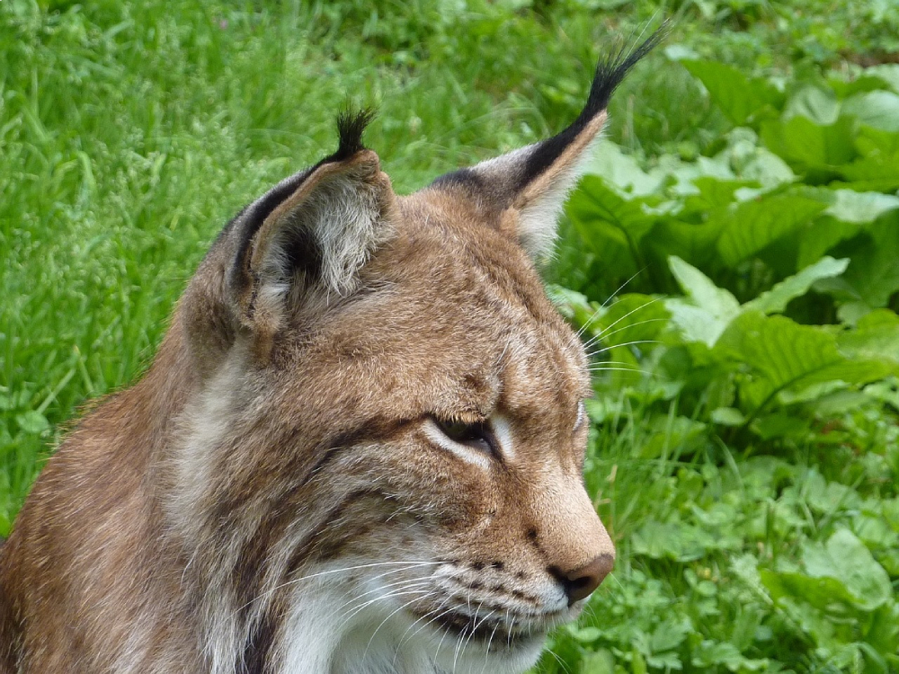 Brown Lynx Wild Cat with a ear tufts close up