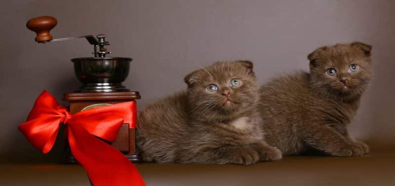 Brown Scottish Fold Kittens