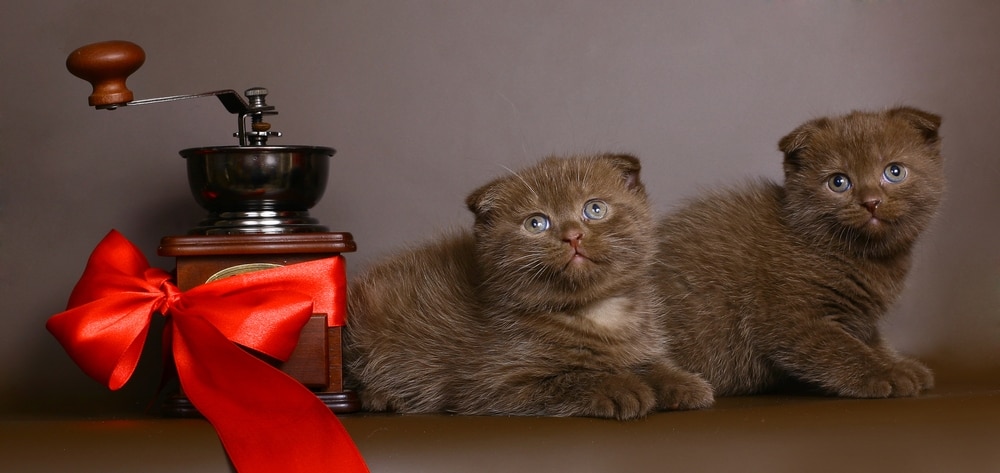 Brown Scottish Fold Kittens