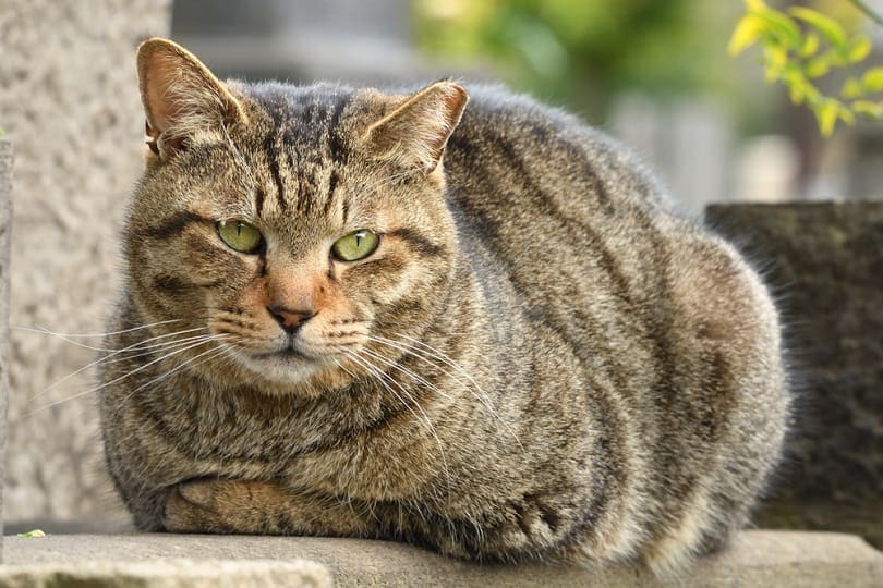 Brown tabby cat that curls up outdoors