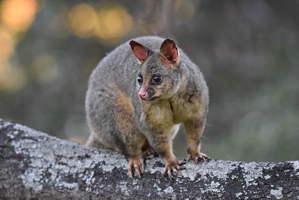 Brushtail-Possum_Timothy-Christianto_Shutterstock