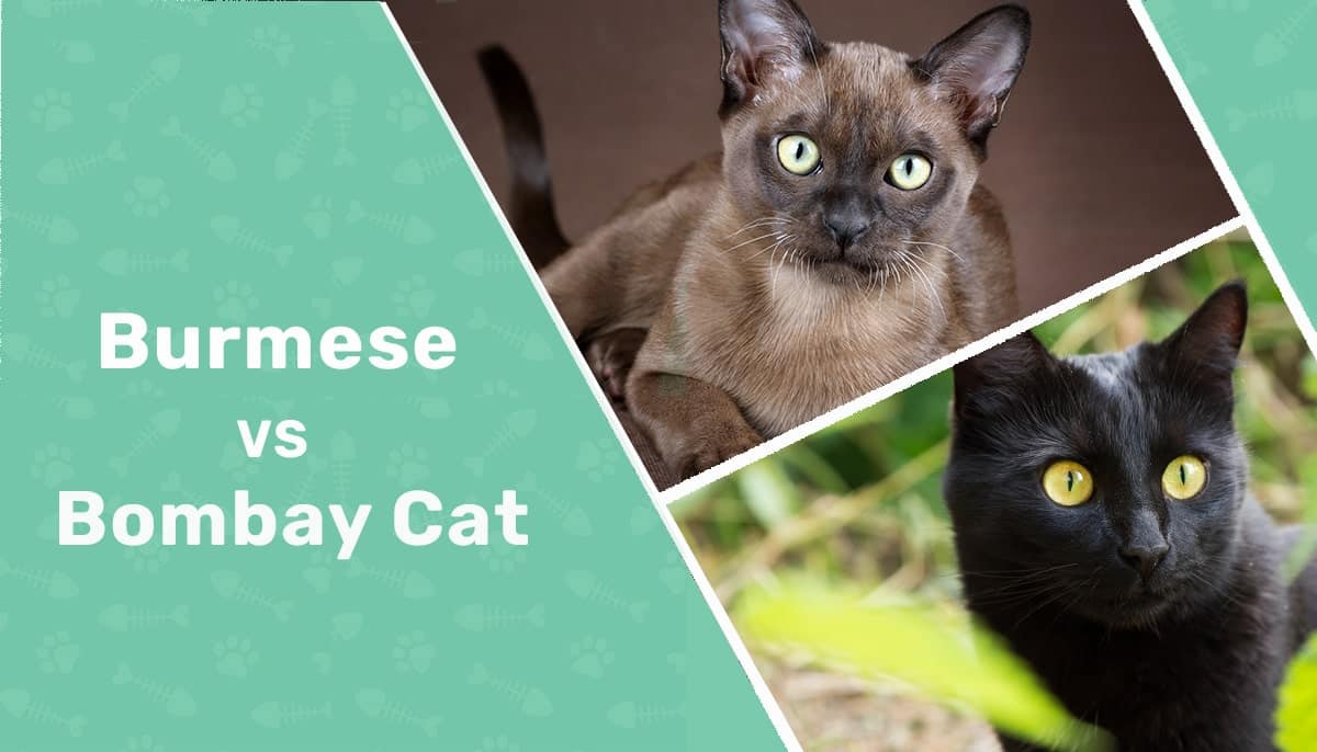 Burmese vs Bombay Cat