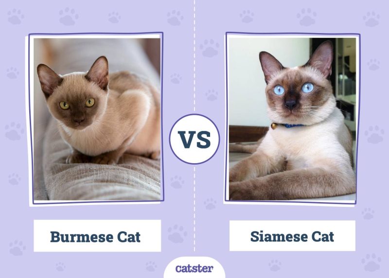 Burmese vs siamese cat